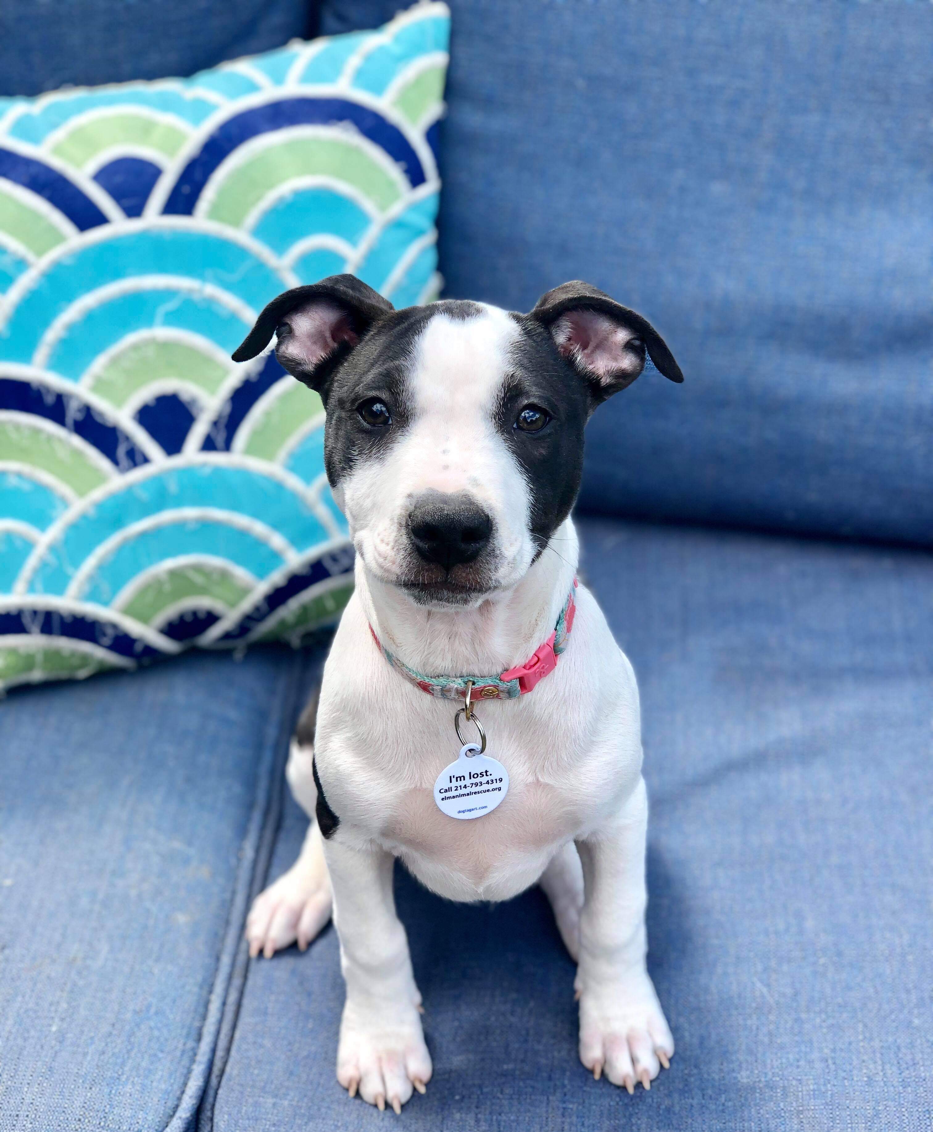 Texas Animal Rescue Team Awarded Samsung Community Impact Grant