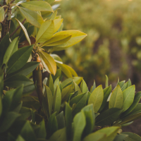 Image for Samsung to Plant Millions of Trees to Fight Climate Change
