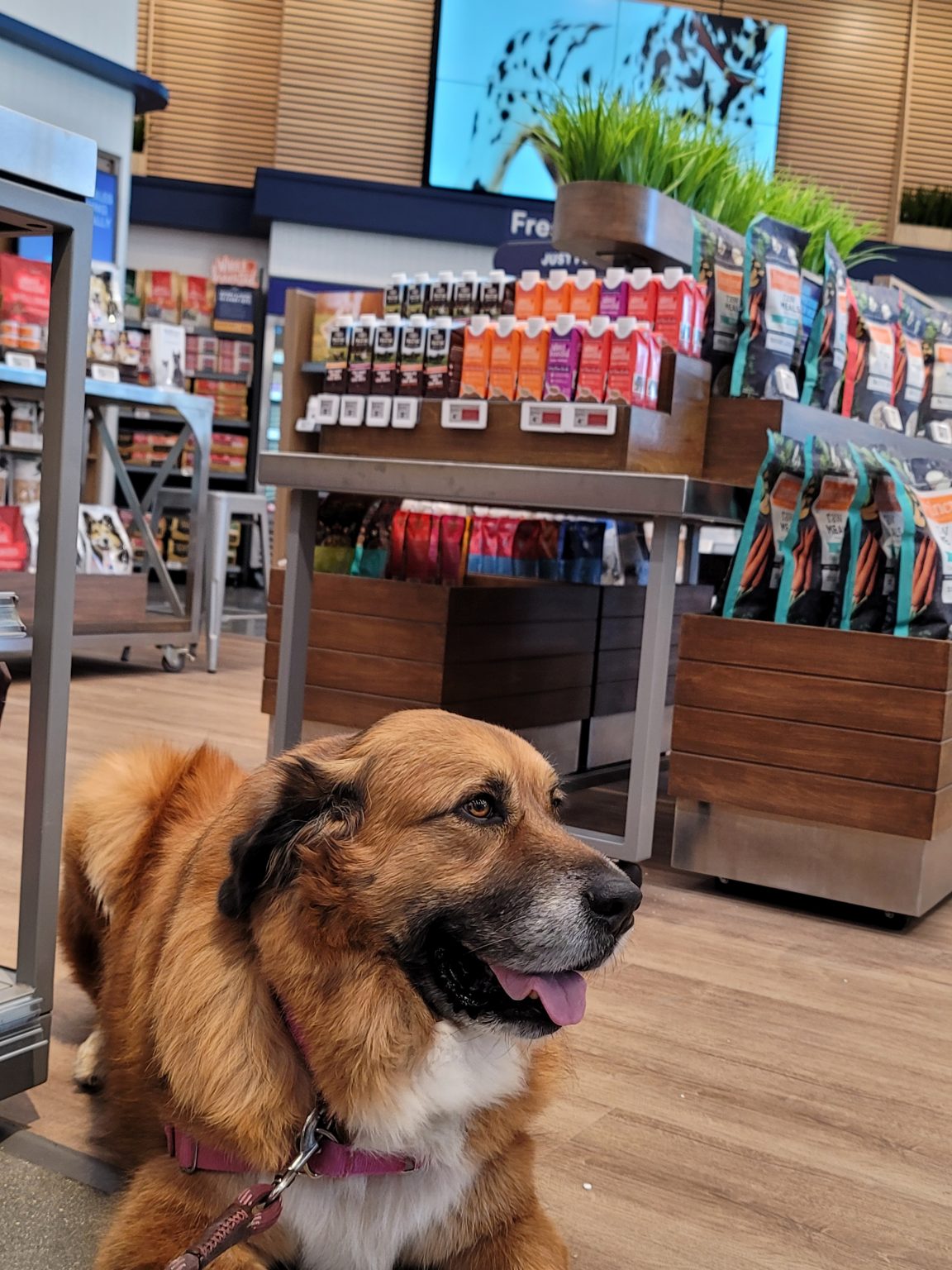 Samsung Displays Power Petco’s Latest Immersive Pet Care Center Concept